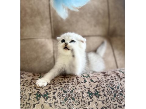 Wcf Kayıtlı Scottish Fold Shorthair Seçkin Ailelere Özel
