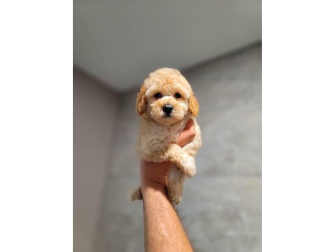 Toy Poodle Cinsi Yavrular Büyümez