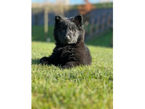 Solid Black (Siyah) Alman Kurdu Yavruları