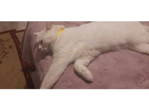 Kartopu Kedim Ücretsiz