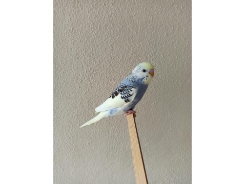 Yeni Yeme Düşmüş Uysal Renk Güzeli Yavru Muhabbet Kuşlar