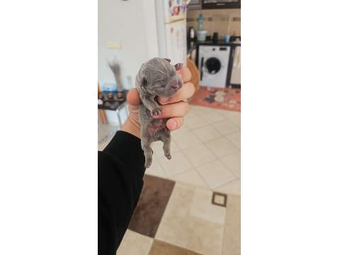 Dünyalar Güzeli French Bulldog Yavrularımız