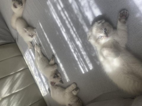 Saf Irk Blue Point Dişi Ve Erkek 50 Günlük Kediler