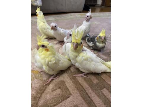 El Besleme Yavru Sultan Papağanları