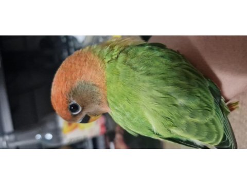 4 Ve 5 Şubat Yumurta Çıkışlı Sevda Papağanı