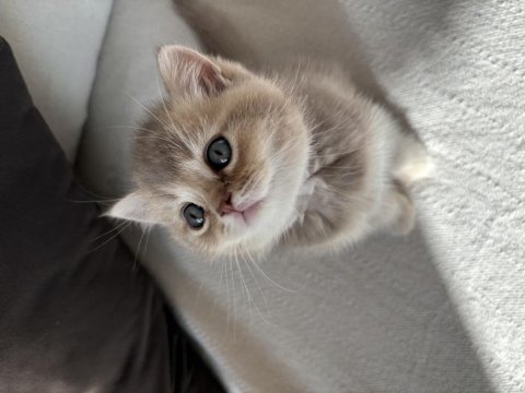 En Özel Renk British Shorthair