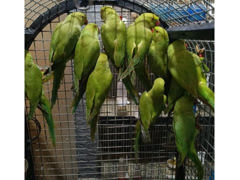 Pakistan Papağanları Kapalı Bileziktir