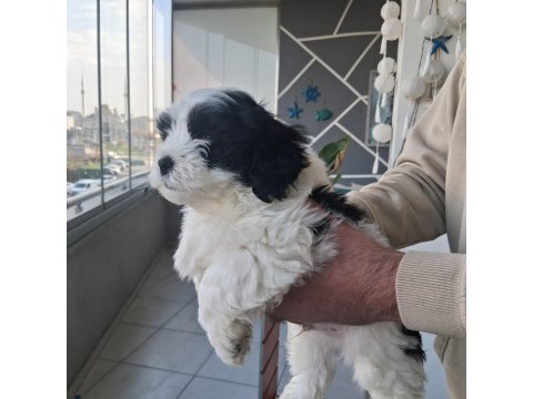 Morkie Özel Irk Yavrular