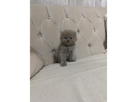 Scottish Fold Güzelliklerime Yuva Arıyorum