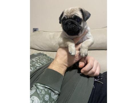 Erkek Pug Mops