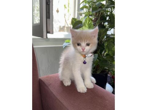 2.5 Aylık Yavru Anne Scottish Baba British