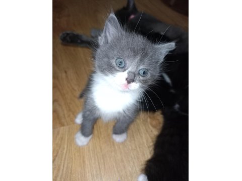 20 Ocak Doğumlu British Bicolor Yavrular