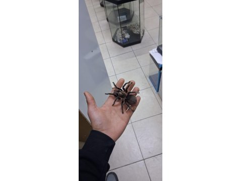 Dişi L8 Albopulisum Tarantula Yeni Sahibini Bekliyor