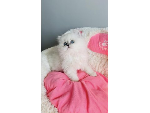 Özel Sevenlere Ns1133 British Longhair