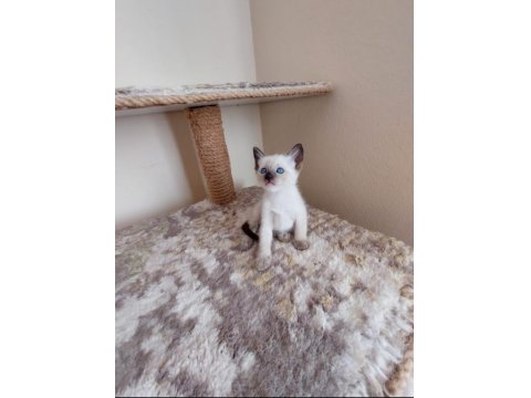 Safkan Sağlıklı Oyuncu Siyam Kedisi Bebekler