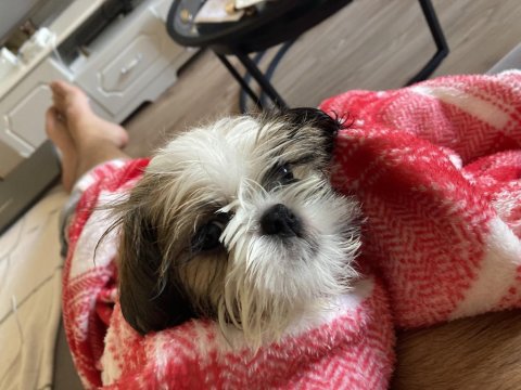 3 Aylık Shih Tzu Erkek