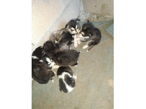 Orjinal Ve Kaliteli Sibirya Husky Yavrular