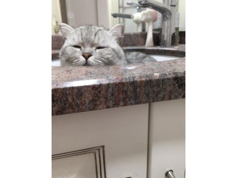 Uysal Ve Oyuncu British Longhair