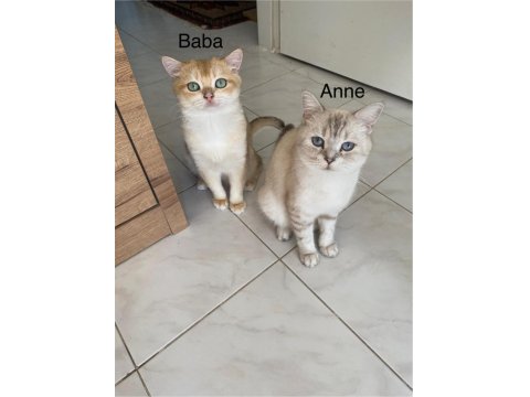 British Shorthair Yavruları