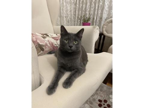 Ücretsiz Sahiplendirme Russian Blue