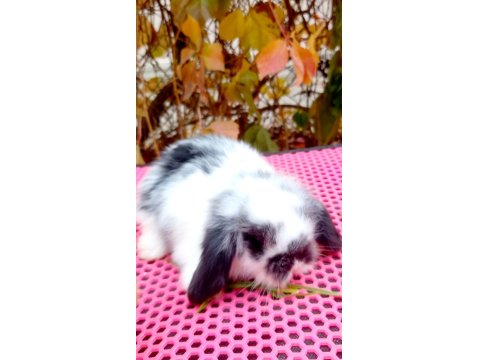 Lop Tavşan 40 Günlük Aşılı