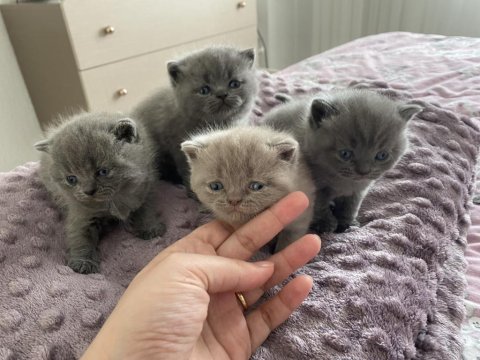 British Shorthair Yavru Kedi