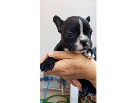 Safkan Maskeli Fransız Bulldog Yavrular