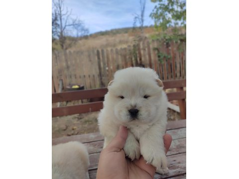 Chow Chow Yavru Köpekler