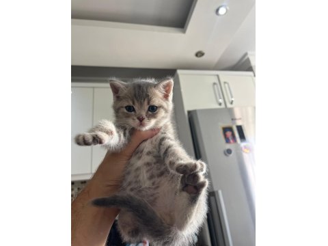 Minnak Sevecen Ve Oyuncu British Shorthair