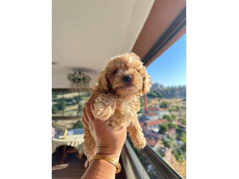Dişi Yavru Toy Poodle