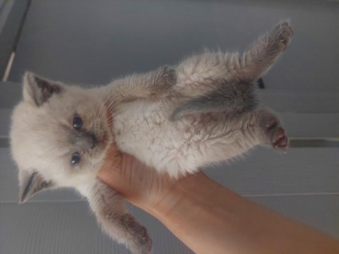 British Shorthair Blue Point Yavrular