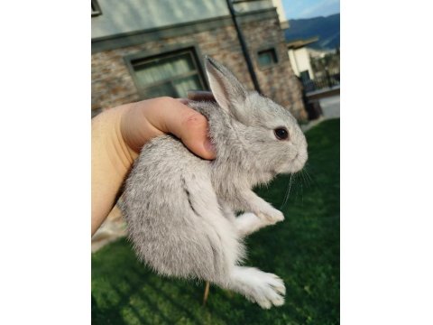 Mini Cüce Tavşan Yavruları