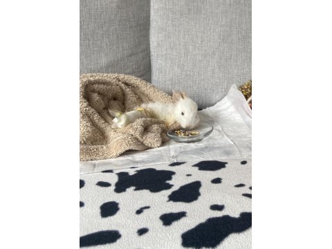 Camdan Aşağı Atılan Yavru Tavşan