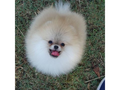 Teddy Bear Pomeranian Yavruları