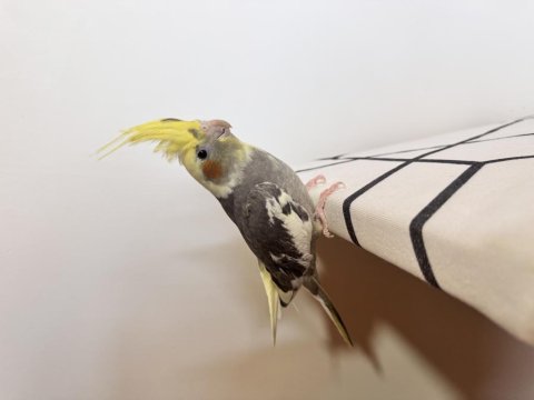 Sultan Papağanı Sahiplendirilecektir