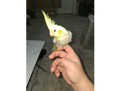 2 Aylık Yeni Yeme Düşen Sultan Papağanı