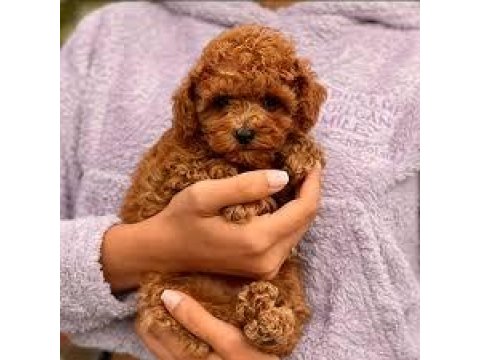 Toy Poodle Yavruları