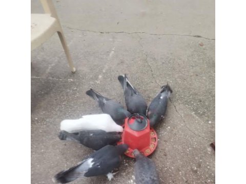 Satılık Her Çeşit Güvercinler Yavru Yumurta Muayer