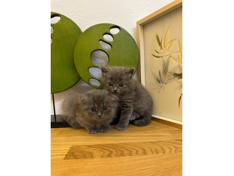 Muhteşem Kalite British Shorthair Kediler