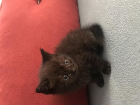 British Yavru Kedimiz