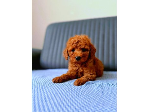 Toy Poodle Cins Yavru Köpeklerim
