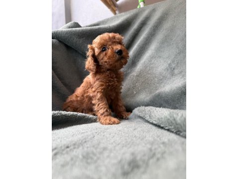 Red Brown Toy Poodle