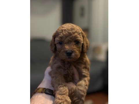 Toy Poodle Yavrusu Köpekler