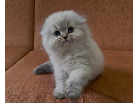 Scottish Fold Show Kalite Prenses