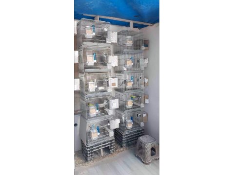 Komple Takım Muhabbet Kuşlar