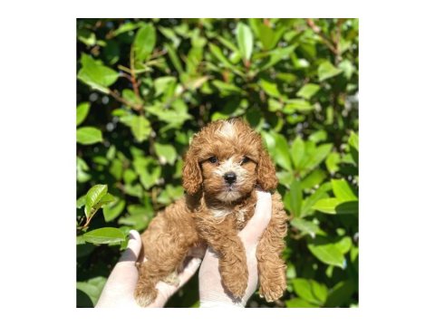 Büyümeyen Küçük Irk Maltipoo Bebekler