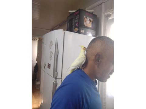 Sultan Papağanı 2 Aylık