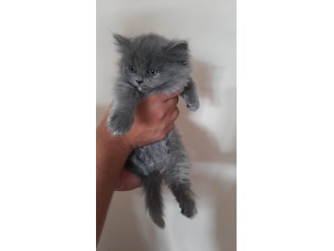 Blue Point Scottish-British Shorthair Yavrular Sahiplendirme