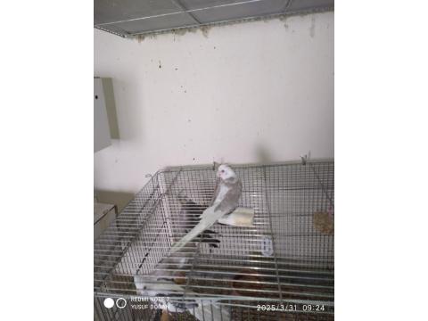 8 Adet Yavru Yeme Düşmüş Yavru Sultan Papağanı
