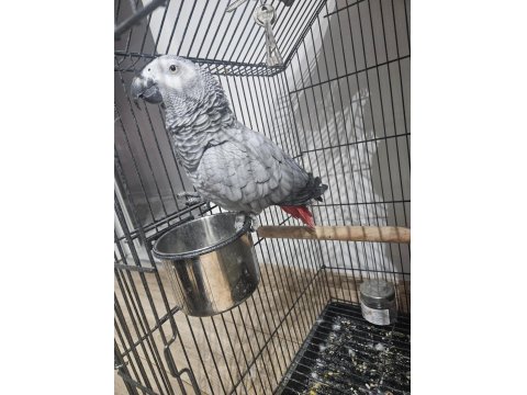 Mükemmel Konuşma Jako Papağanı